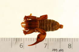 Image of Euscorpius tergestinus (C. L. Koch 1837)