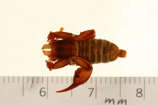 Plancia ëd Euscorpius tergestinus (C. L. Koch 1837)