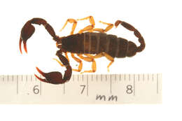 Plancia ëd Euscorpius concinnus (C. L. Koch 1837)