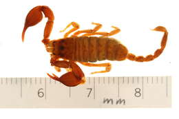 Plancia ëd Euscorpius sicanus (C. L. Koch 1837)