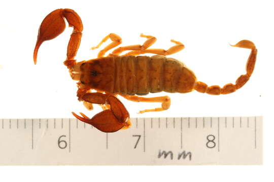 Image of Euscorpius sicanus (C. L. Koch 1837)