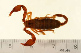 Plancia ëd Euscorpius sicanus (C. L. Koch 1837)