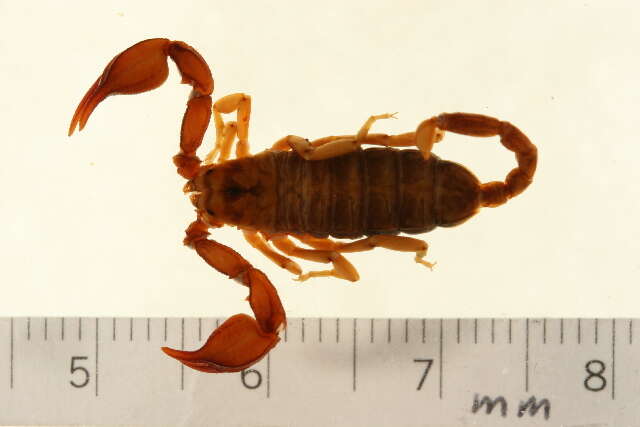 Plancia ëd Euscorpius sicanus (C. L. Koch 1837)