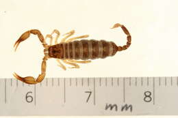 Plancia ëd Euscorpius sicanus (C. L. Koch 1837)