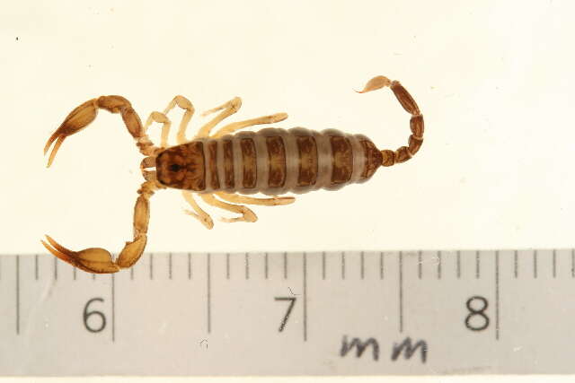 Plancia ëd Euscorpius sicanus (C. L. Koch 1837)