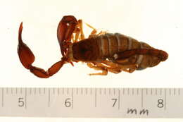 Plancia ëd Euscorpius sicanus (C. L. Koch 1837)