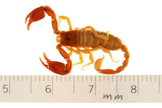 Plancia ëd Euscorpius sicanus (C. L. Koch 1837)