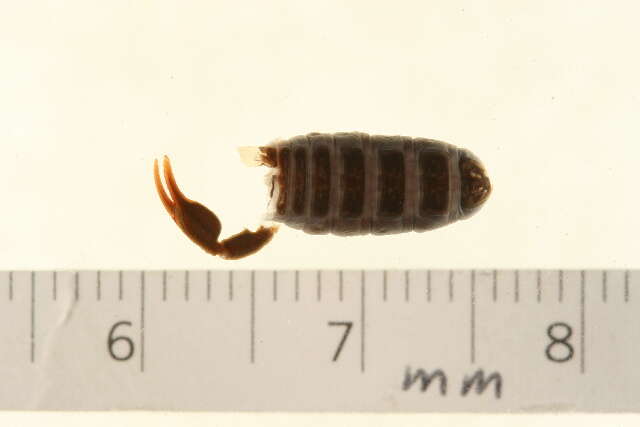 Image of Euscorpius hadzii Caporiacco 1950