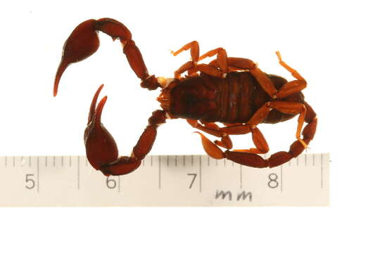 Euscorpius solegladi Fet, Graham, Webber & Blagoev 2014 resmi