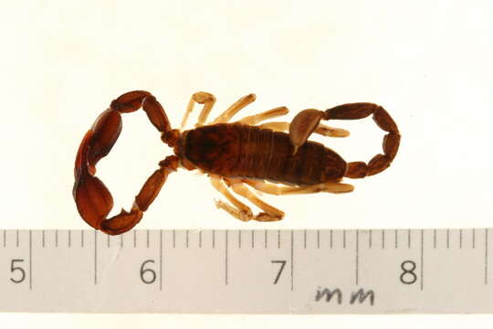 Image of Euscorpius hadzii Caporiacco 1950