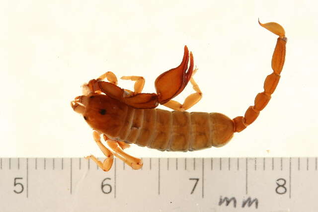 Plancia ëd Euscorpius tergestinus (C. L. Koch 1837)