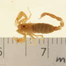 Image of Pseudochactas ovchinnikovi Gromov 1998