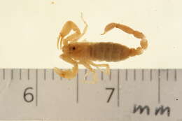 Image of Pseudochactas
