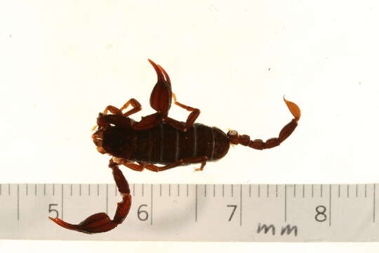 Plancia ëd Euscorpius gamma Caporiaco 1950