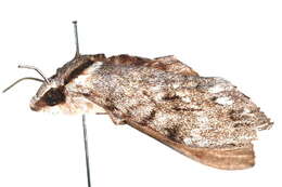 Image of Psilogramma casuarinae (Walker 1856)