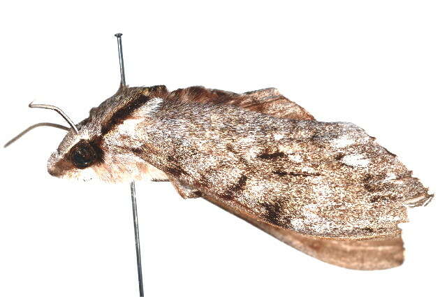 Image of Psilogramma casuarinae (Walker 1856)