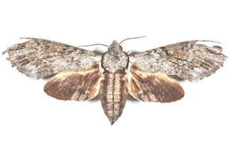 Image of Psilogramma casuarinae (Walker 1856)