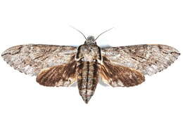 Image of Psilogramma casuarinae (Walker 1856)