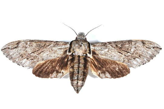 Image of Psilogramma casuarinae (Walker 1856)