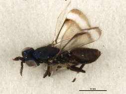 Image of Closterocerus coffeellae Ihering 1914