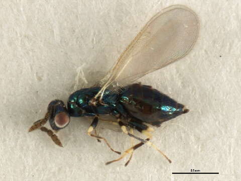 Image of Parasitoid wasp