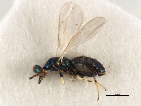 Image of Parasitoid wasp