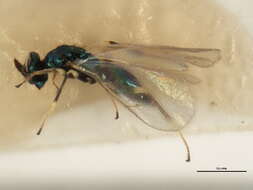 Image of Parasitoid wasp