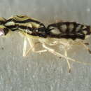 Image of Zagrammosoma latilineatum Ubaidillah 2000