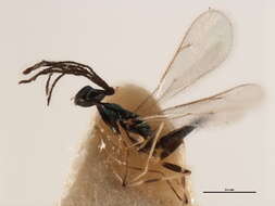 Image of Hemiptarsenus varicornis (Girault 1913)
