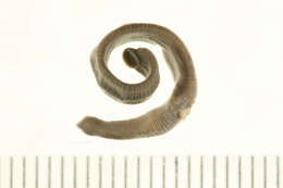 Image of Erpobdellidae