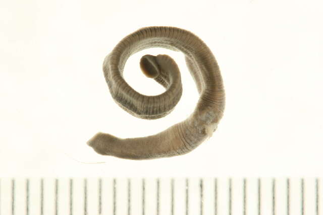 Image de Erpobdellidae