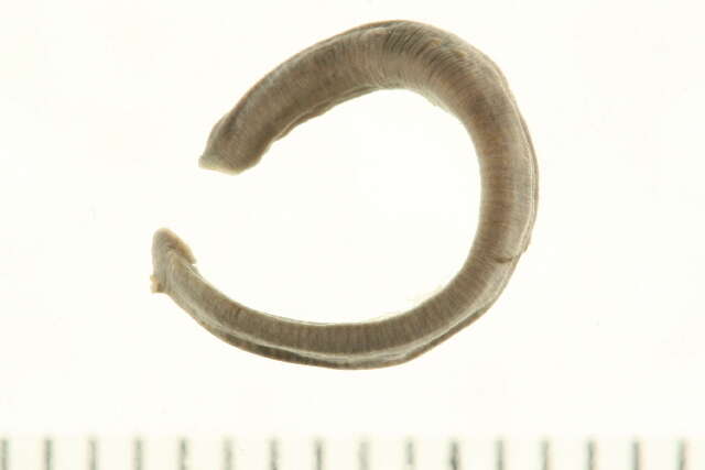 Image of Erpobdellidae