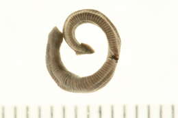 Image of Erpobdellidae