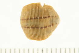 Plancia ëd <i>Glossiphonia elegans</i>