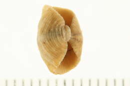 Plancia ëd <i>Glossiphonia elegans</i>