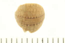 Plancia ëd <i>Glossiphonia elegans</i>