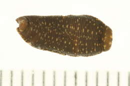 Image of glossiphoniid leeches