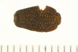 Image of glossiphoniid leeches