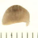 <i>Helobdella modesta</i>的圖片