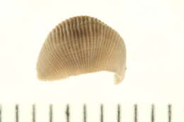 <i>Helobdella modesta</i>的圖片