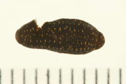 Image of glossiphoniid leeches