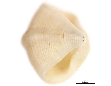 Image of <i>Helobdella modesta</i>