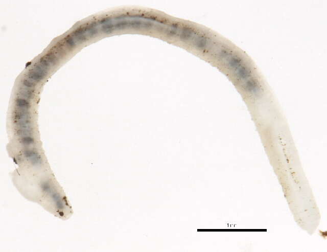 Image of Fridericia