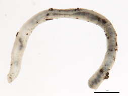 Image of Fridericia