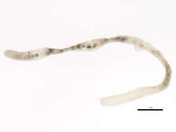 Image of pot-worms