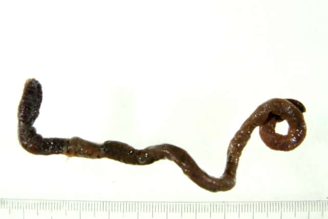 Image of Earthworm