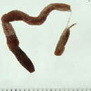 Image of European barkworm