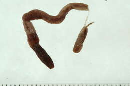 Image of Dendrodrilus Omodeo 1956