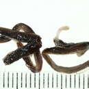 Image of Lumbricus rubellus