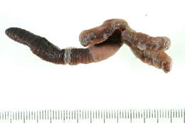 Image of Earthworm